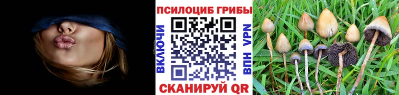 мега как войти  Верея  Галлюциногенные грибы Psilocybine cubensis 